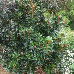 Magnolia Little Gem -Green Plant Corner apo magnolia little gem tree