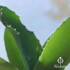 Mangave Falling Waters - Succulent -Green Plant Corner apo mangave falling waters teeth