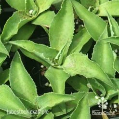 Mangave Falling Waters - Succulent -Green Plant Corner apo mangave falling waters tubestock