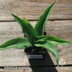 Mangave Falling Waters - Succulent -Green Plant Corner apo mangave falling waters tubestock top