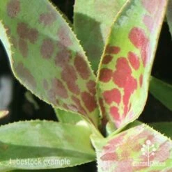 Mangave Mission To Mars - Succulent -Green Plant Corner apo mangave mission to mars pattern