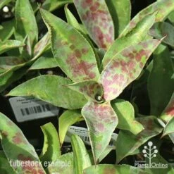 Mangave Mission To Mars - Succulent -Green Plant Corner apo mangave mission to mars tubestock