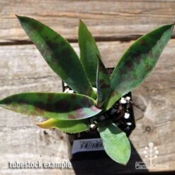 Mangave Mission To Mars - Succulent -Green Plant Corner apo mangave mission to mars tubestock top