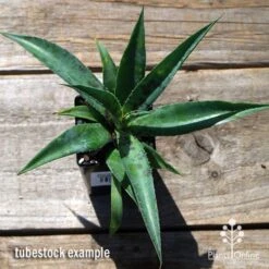 Mangave Pineapple Express - Succulent 10 Mangave Pineapple Express - Succulent -Green Plant Corner apo mangave pineapple express tubestock top