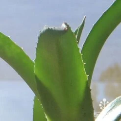 Mangave Red Wing - Succulent 13 Mangave Red Wing - Succulent -Green Plant Corner apo mangave red wing teeth