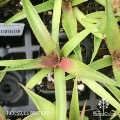 Mangave Red Wing - Succulent 10 Mangave Red Wing - Succulent -Green Plant Corner apo mangave red wing tubestock