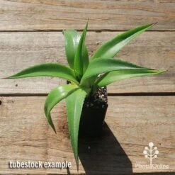 Mangave Red Wing - Succulent 12 Mangave Red Wing - Succulent -Green Plant Corner apo mangave red wing tubestock top