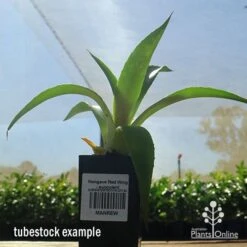 Mangave Red Wing - Succulent 11 Mangave Red Wing - Succulent -Green Plant Corner apo mangave red wing tubestock 1