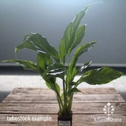 Spathiphyllum Maracay - Peace Lily -Green Plant Corner apo maracay tubestock office