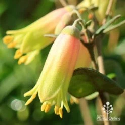 Correa Marian's Marvel -Green Plant Corner apo marians marvel correa flower close