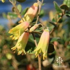 Correa Marian's Marvel -Green Plant Corner apo marians marvel correa flowering2