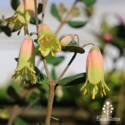 Correa Marian's Marvel -Green Plant Corner apo marians marvel correa tubestock flowering
