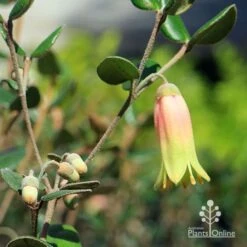 Correa Marian's Marvel -Green Plant Corner apo marians marvel flower and buds