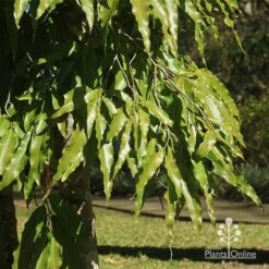 Mast Tree - Polyalthia -Green Plant Corner apo mast tree foliage noosa