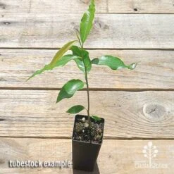 Mast Tree - Polyalthia -Green Plant Corner apo mast tree tubestock top