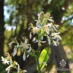 Matapouri Bay - Arthropodium -Green Plant Corner apo matapouri bay boket