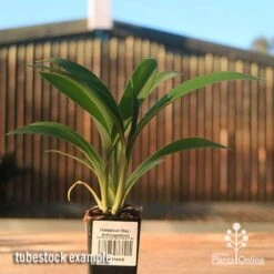 Matapouri Bay - Arthropodium -Green Plant Corner apo matapouri bay rock lily tubestock