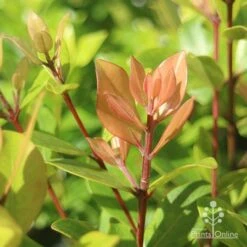 Metrosideros Little Ewan - Dwarf NZ Christmas Bush -Green Plant Corner apo metrosideros little ewan new leaf