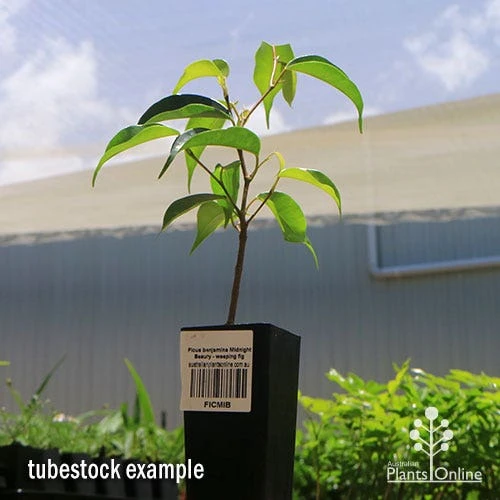 Ficus Benjamina Midnight Beauty - Weeping Fig 4 Ficus Benjamina Midnight Beauty - Weeping Fig - Image 2