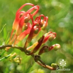 Grevillea Mini Marvel -Green Plant Corner apo mini marvel bud
