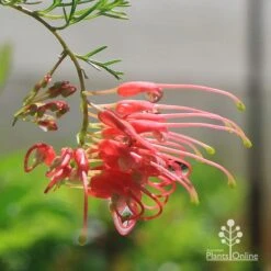 Grevillea Mini Marvel -Green Plant Corner apo mini marvel grevillea flower closeup