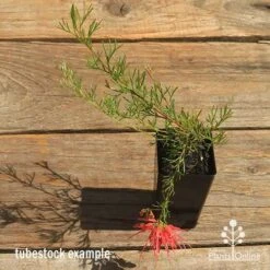 Grevillea Mini Marvel -Green Plant Corner apo mini marvel grevillea tubestock top in flower
