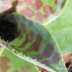 Mangave Mission To Mars - Succulent -Green Plant Corner apo mission to mars closeup