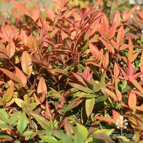 Nandina Moonbay 12 Nandina Moonbay - Image 10