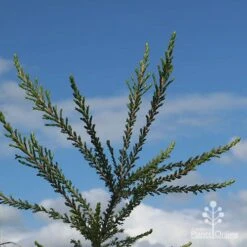 Leptospermum Liversidgei Mozzie Blocker 19 Leptospermum Liversidgei Mozzie Blocker -Green Plant Corner apo mozzie blocker blue sky