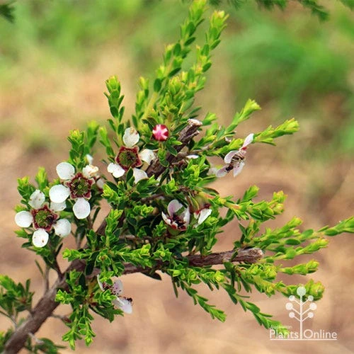 Leptospermum Liversidgei Mozzie Blocker 8 Leptospermum Liversidgei Mozzie Blocker - Image 6