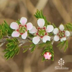 Leptospermum Liversidgei Mozzie Blocker 14 Leptospermum Liversidgei Mozzie Blocker -Green Plant Corner apo mozzie blocker flowers closeup