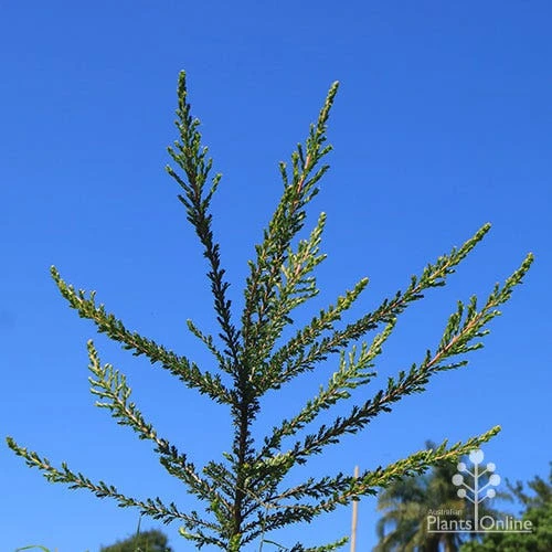 Leptospermum Liversidgei Mozzie Blocker 12 Leptospermum Liversidgei Mozzie Blocker - Image 10