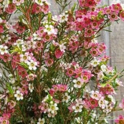 Chamelaucium MY SWEET 16™ - Waxflower -Green Plant Corner apo my sweet 16 waxflower2