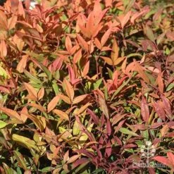 Nandina Moonbay 15 Nandina Moonbay -Green Plant Corner apo nandina moonbay winter colours