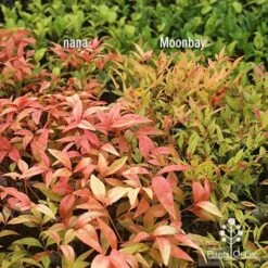 Nandina Moonbay 19 Nandina Moonbay -Green Plant Corner apo nandina nana v moonbay january