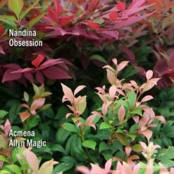 Nandina Obsession -Green Plant Corner apo nandina obsession acmena allyn magic 1
