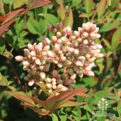 Nandina Obsession -Green Plant Corner apo nandina obsession flowers 1
