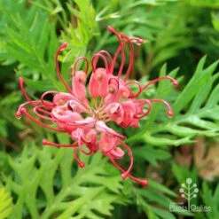 Grevillea Ned Kelly -Green Plant Corner apo ned kelly flower and leaf