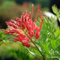 Grevillea Ned Kelly -Green Plant Corner apo ned kelly flower leaf
