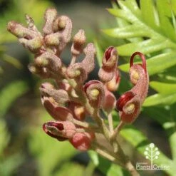 Grevillea Ned Kelly -Green Plant Corner apo ned kelly flowerbud
