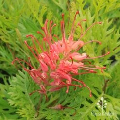 Grevillea Ned Kelly -Green Plant Corner apo ned kelly grevillea flower2