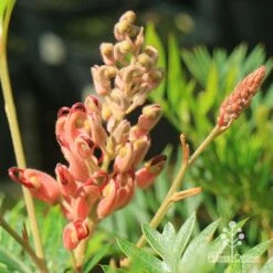 Grevillea Ned Kelly -Green Plant Corner apo ned kelly grevillea flowerbud