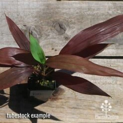 Cordyline Fruticosa Negra -Green Plant Corner apo negra cordyline tubestock top