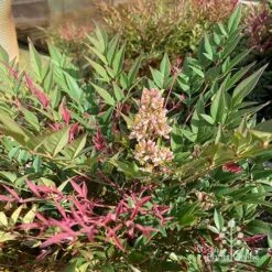 Nandina Obsession -Green Plant Corner apo obsession flowering