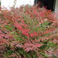 Nandina Obsession -Green Plant Corner apo obsession new growth