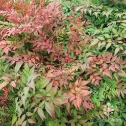 Nandina Obsession -Green Plant Corner apo obsession spring shades