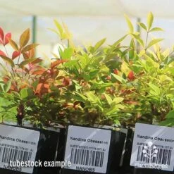 Nandina Obsession -Green Plant Corner apo obsession tubestock plants