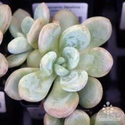 Graptoveria Opalina - Succulent 15 Graptoveria Opalina - Succulent -Green Plant Corner apo opalina