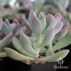 Graptoveria Opalina - Succulent 16 Graptoveria Opalina - Succulent -Green Plant Corner apo opalina colour shade