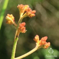 Anigozanthos Orange Cross - Kangaroo Paw 14 Anigozanthos Orange Cross - Kangaroo Paw -Green Plant Corner apo orange cross kangaroo paw buds2